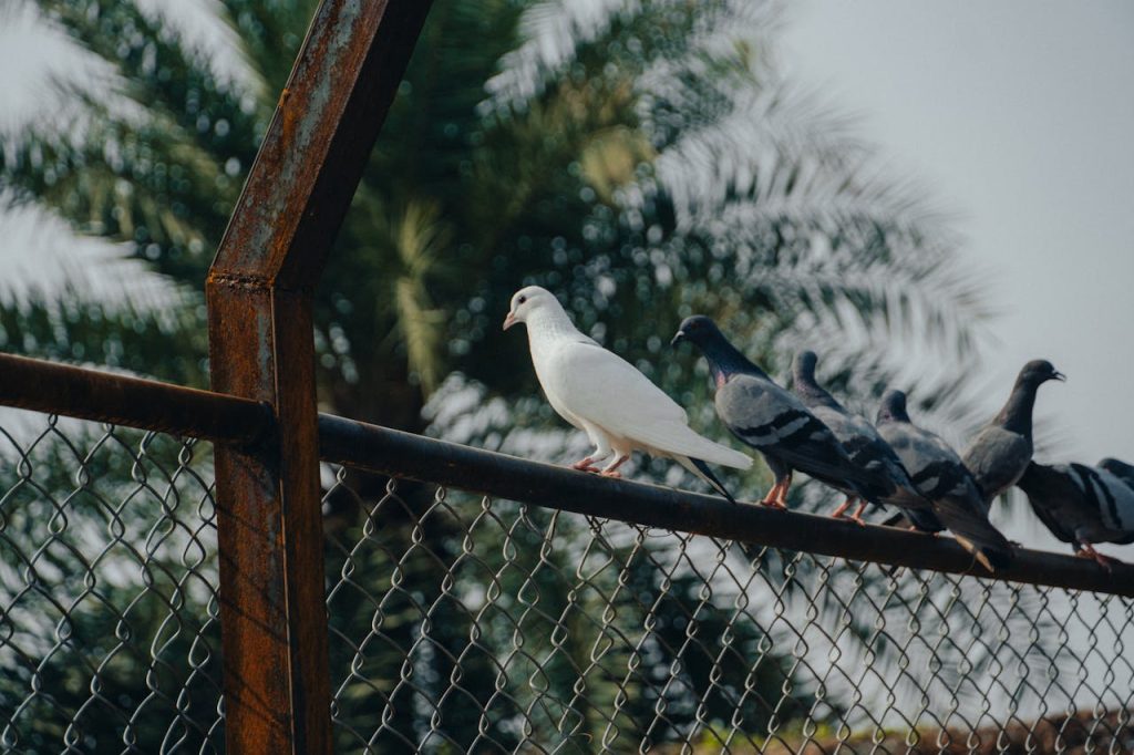 urban-pigeons-perching-on-a-chain-link-fence-31374141 White pigeon perched on a fence